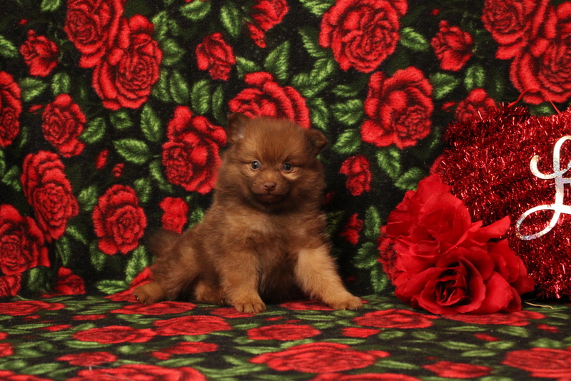 puppy, for, sale, Pomeranian, Matthew B. Stoltzfus, dog, breeder, Gap, PA, dog-breeder, puppy-for-sale, forsale, nearby, find, puppyfind, locator, puppylocator, aca